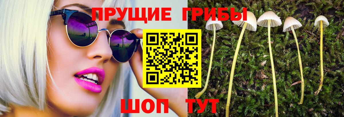 продажа наркотиков  Галлюциногенные грибы Psilocybine cubensis  Вход с VPN  Выборг 