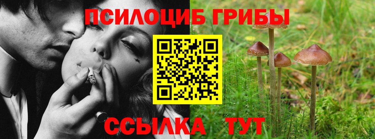 Псилоцибиновые грибы Psilocybe Выборг